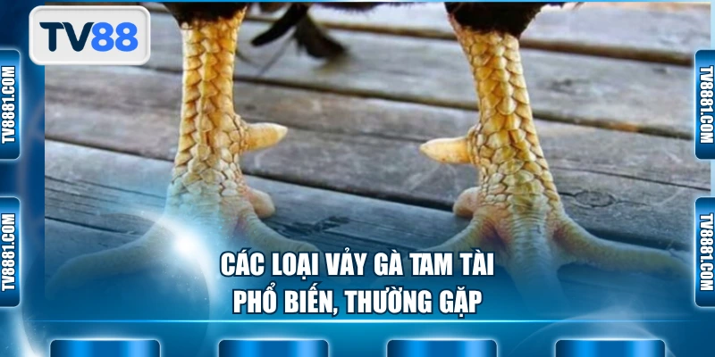 Các loại vảy gà Tam Tài phổ biến, thường gặp