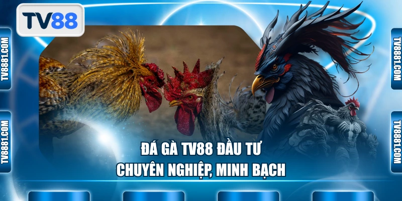 Đá gà TV88 đầu tư chuyên nghiệp, minh bạch
