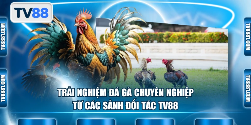 Trải nghiệm đá gà chuyên nghiệp từ các sảnh đối tác TV88
